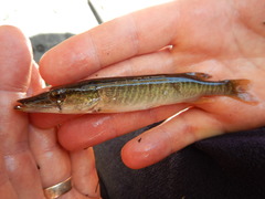Esox americanus