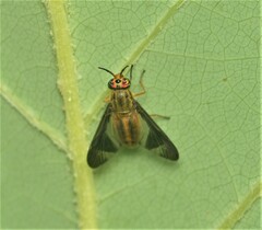 Chrysops moechus