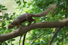 Callosciurus notatus