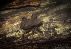 Poropterus variabilis