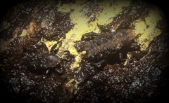 Poropterus variabilis