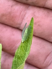 Chrysopa nigricornis