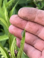 Chrysopa nigricornis