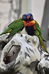Trichoglossus moluccanus