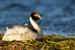 Podiceps gallardoi