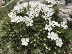 Phlox pulvinata