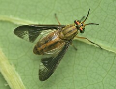 Chrysops moechus
