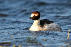 Podiceps gallardoi