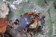 Nanhaipotamon aculatum