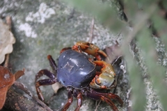 Nanhaipotamon aculatum