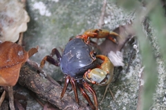 Nanhaipotamon aculatum