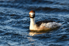 Podiceps gallardoi