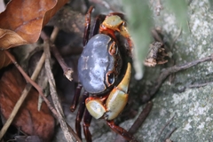 Nanhaipotamon aculatum