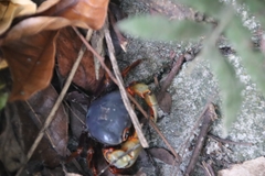 Nanhaipotamon aculatum