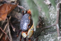 Nanhaipotamon aculatum