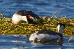 Podiceps gallardoi