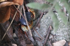 Nanhaipotamon aculatum