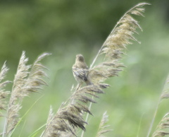 Saxicola maurus