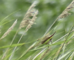 Saxicola maurus