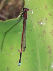Oxyagrion