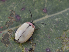 Alagoasa bipunctata