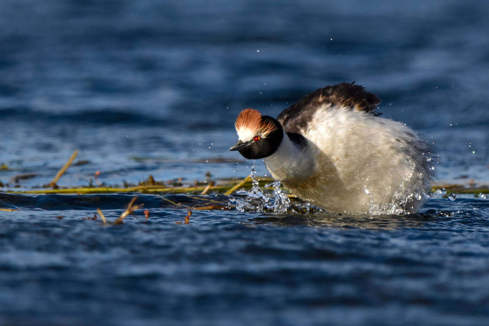Hooded Grebe illustration