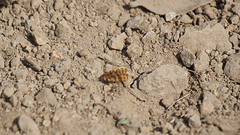 Parasystoechus flavescens