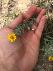 Heterotheca canescens