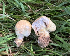 Flavoagaricus
