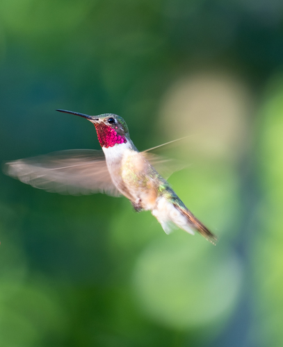 Broad-tailed Hummingbird