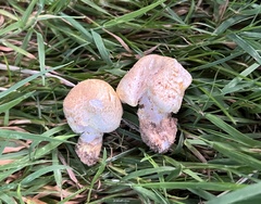 Flavoagaricus