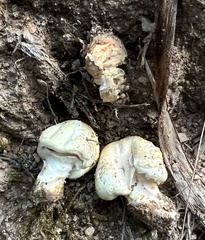 Flavoagaricus