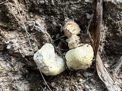 Flavoagaricus