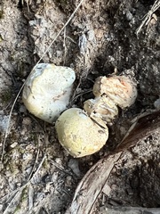 Flavoagaricus
