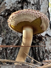 Boletellus ananas image
