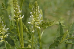 Glycyrrhiza lepidota