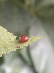 Caryomyia deflexipili