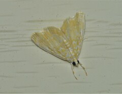 Glaphyria glaphyralis