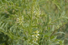 Glycyrrhiza lepidota