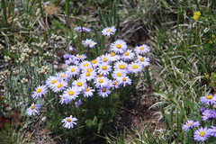 Erigeron pinnatisectus