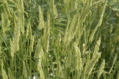Agropyron cristatum
