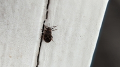 Arocatus melanocephalus