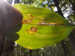 Liriomyza smilacinae