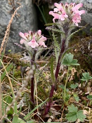 Pedicularis hirsuta