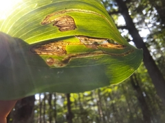 Liriomyza smilacinae