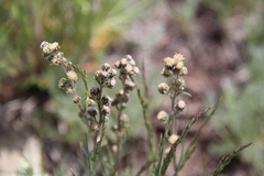 Artemisia scopulorum