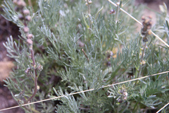 Artemisia scopulorum