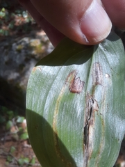 Liriomyza smilacinae