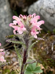 Pedicularis hirsuta