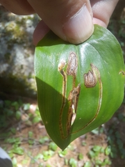 Liriomyza smilacinae